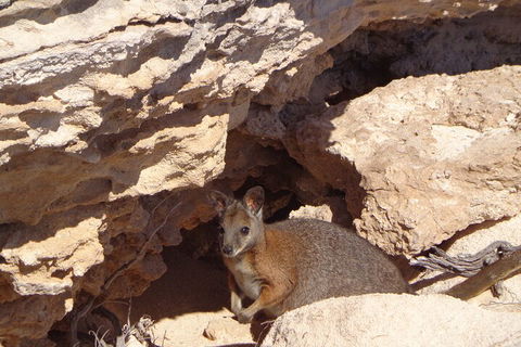 Shipwreck Special Full Day Tour Of The Abrolhos Islands - Kempsey Accommodation 4