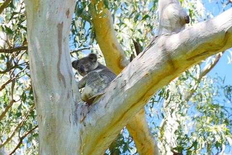 Best Of Moreton Bay Cruise - Kempsey Accommodation 2