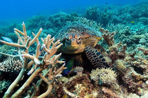 Great Barrier Reef Day Cruise From Cairns Including Snorkeling And Marine Biologist Presentation - Kempsey Accommodation 4