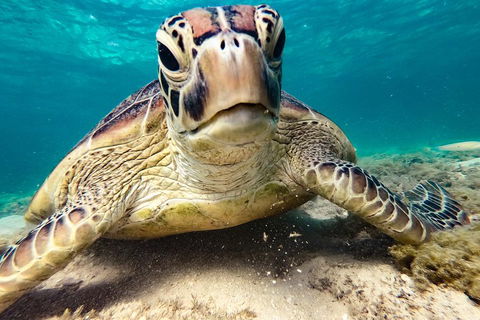 Sail, Snorkel, SUP & Kayak Charter Whitsundays - Kempsey Accommodation 0