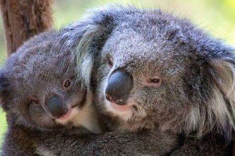 Half-Day Or Full-Day Tour With Private Guide From Melbourne - Kempsey Accommodation 1