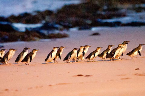 Half-Day Or Full-Day Tour With Private Guide From Melbourne - Kempsey Accommodation 5
