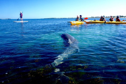 Penguin And Seal Islands Sea Kayaking Experience - Kempsey Accommodation 0