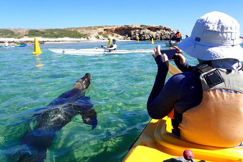 Penguin And Seal Islands Sea Kayaking Experience - Kempsey Accommodation 2