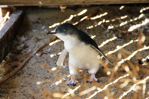 Penguin And Seal Islands Sea Kayaking Experience - Kempsey Accommodation 3