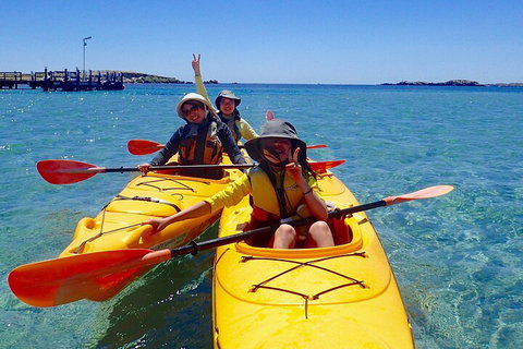 Penguin And Seal Islands Sea Kayaking Experience - Kempsey Accommodation 4