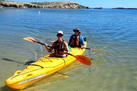 Penguin And Seal Islands Sea Kayaking Experience - Kempsey Accommodation 5