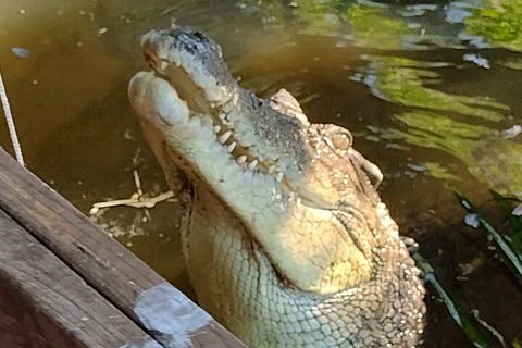 Litchfield Park Adventures And Jumping Crocodile Cruise + Butterfly Farm - Kempsey Accommodation 5