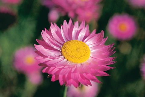 Best Of Perth Wildflower Season Day Trip - Kempsey Accommodation 5