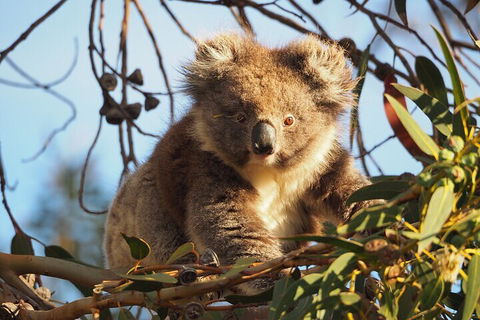 2-Hour Koala Walking Tour In Kangaroo Island - Kempsey Accommodation 0