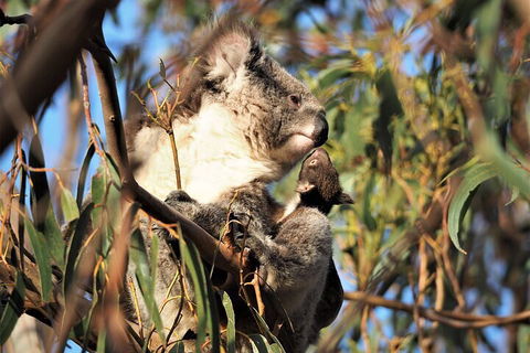 2-Hour Koala Walking Tour In Kangaroo Island - Kempsey Accommodation 1
