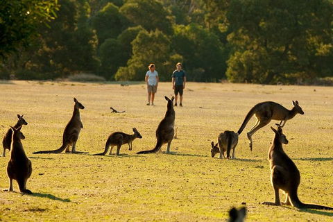 Grampians National Park Small-Group Eco Tour From Melbourne - Kempsey Accommodation 4