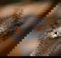 Currumbin Wildlife Sanctuary General Entry Ticket - Kempsey Accommodation