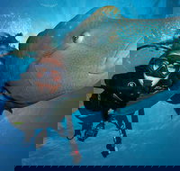 Great Barrier Reef Snorkeling and Diving Cruise from Cairns - Kempsey Accommodation
