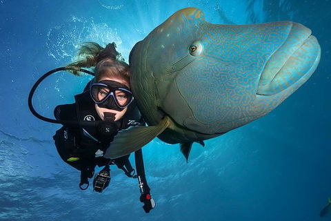 Great Barrier Reef Snorkeling And Diving Cruise From Cairns - Kempsey Accommodation 0