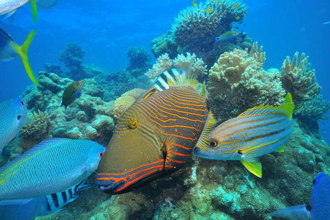 Fly To Green Island - Cruise Return - Kempsey Accommodation 1