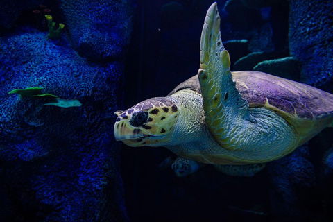 Sydney Attractions Pass: SEA LIFE Aquarium, Sydney Tower Eye, WILD LIFE Zoo And Madame Tussauds - Kempsey Accommodation 1