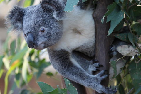 Sydney Attractions Pass: SEA LIFE Aquarium, Sydney Tower Eye, WILD LIFE Zoo And Madame Tussauds - Kempsey Accommodation 2
