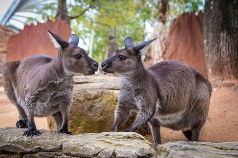 Sydney Attractions Pass: SEA LIFE Aquarium, Sydney Tower Eye, WILD LIFE Zoo And Madame Tussauds - Kempsey Accommodation 5