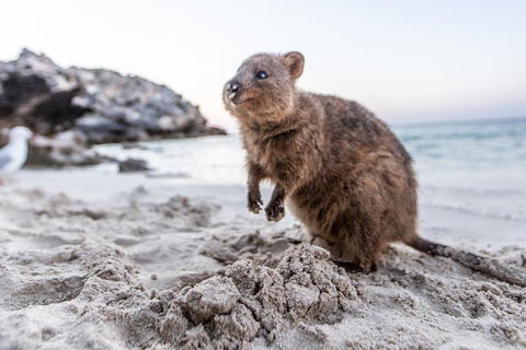 Fremantle To Rottnest Island Roundtrip Ferry Ticket - Kempsey Accommodation 1