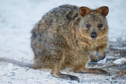 Rottnest Island Bayseeker Day Trip From Perth - Kempsey Accommodation 2