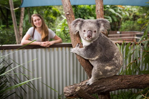 Hartley's Crocodile Adventures Day Trip From Cairns - Kempsey Accommodation 5
