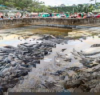 Hartley's Crocodile Adventures Day Trip from Palm Cove - Kempsey Accommodation