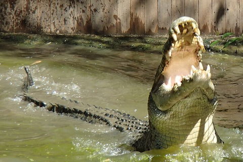 Hartley's Crocodile Adventures Day Trip From Palm Cove - Kempsey Accommodation 3