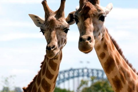 Sydney Harbour Ferry With Taronga Zoo Entry Ticket - Kempsey Accommodation 1