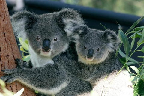 Sydney Harbour Ferry With Taronga Zoo Entry Ticket - Kempsey Accommodation 3