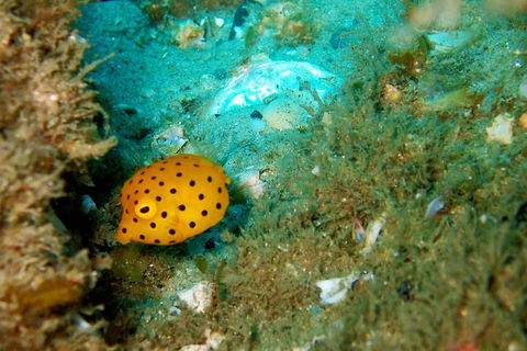 Wave Break Island Scuba Diving On The Gold Coast - Kempsey Accommodation 3