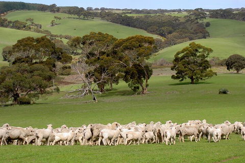 Kangaroo Island Luxury Small Group 'Island Life' Full Day Tour - Kempsey Accommodation 1