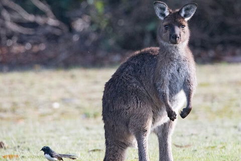Kangaroo Island Luxury Small Group 'Island Life' Full Day Tour - Kempsey Accommodation 2