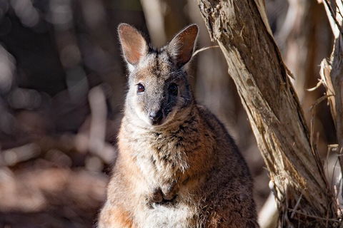 Kangaroo Island Luxury Small Group 'Island Life' Full Day Tour - Kempsey Accommodation 3