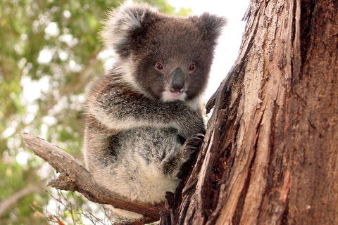 Kangaroo Island Luxury Small Group 'Island Life' Full Day Tour - Kempsey Accommodation 4