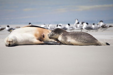 Kangaroo Island Luxury Small Group 'Island Life' Full Day Tour - Kempsey Accommodation 5