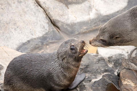 Kangaroo Island Luxury Small Group 'Flinders Chase Focus' Full Day Tour - Kempsey Accommodation 2