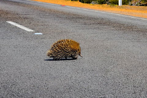 Kangaroo Island Luxury Small Group 'Flinders Chase Focus' Full Day Tour - Kempsey Accommodation 3