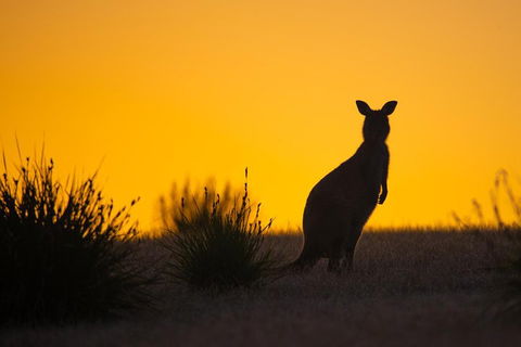 Kangaroo Island Luxury Small Group 'Flinders Chase Focus' Full Day Tour - Kempsey Accommodation 5