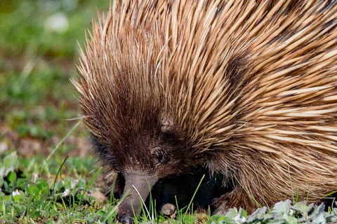 Kangaroo Island Luxury Small Group 'East End Explorer' Full Day Tour - Kempsey Accommodation 5