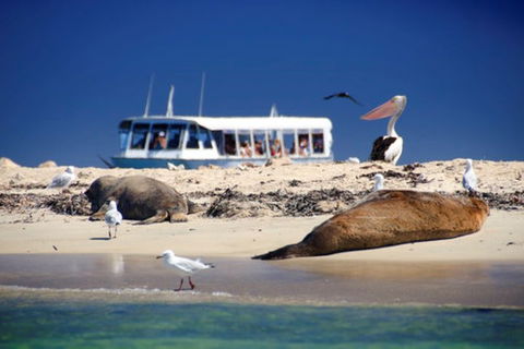 Dolphin, Penguin And Sea Lion Cruise - Kempsey Accommodation 1