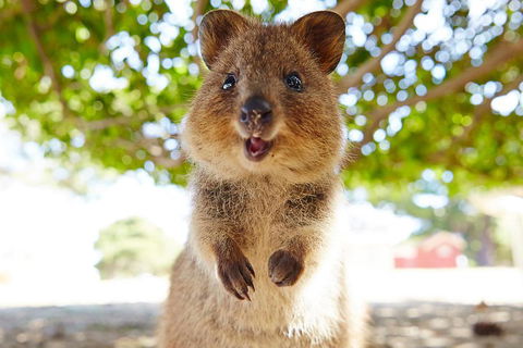 Discover Rottnest With Ferry & Bus Tour From Perth Or Fremantle - Kempsey Accommodation 0
