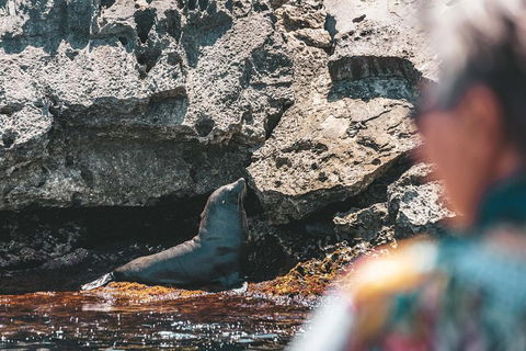 Adventure Rottnest Tour With Ferry & Adventure Cruise From Perth Or Fremantle - Kempsey Accommodation 1