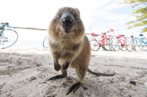 Rottnest Island Round-Trip Ferry From Perth Or Fremantle - Kempsey Accommodation 3