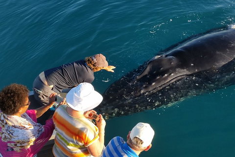 AOC Whale Watching From Broome - Kempsey Accommodation 0