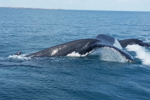 AOC Whale Watching From Broome - Kempsey Accommodation 1