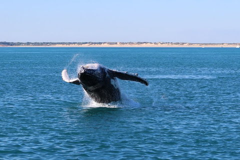 AOC Whale Watching From Broome - Kempsey Accommodation 2