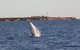 AOC Whale Watching From Broome - thumb 3