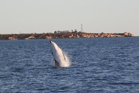AOC Whale Watching From Broome - Kempsey Accommodation 3