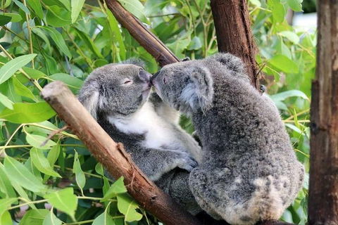 Classic Kuranda By Skyrail And Scenic Railway Including Rainforestation, Koala And Wildlife Park And Pamagirri Aboriginal Experi - Kempsey Accommodation 3